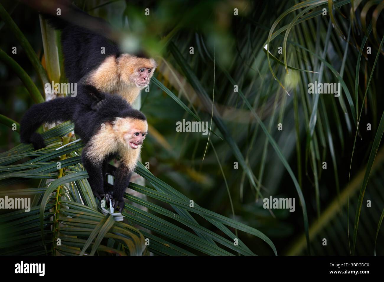 Costa Rica nature. Capucin à tête blanche, singe noir assis sur la branche d'arbre dans la forêt tropicale sombre. CEBus imitateur momkey dans la matinée fo Banque D'Images