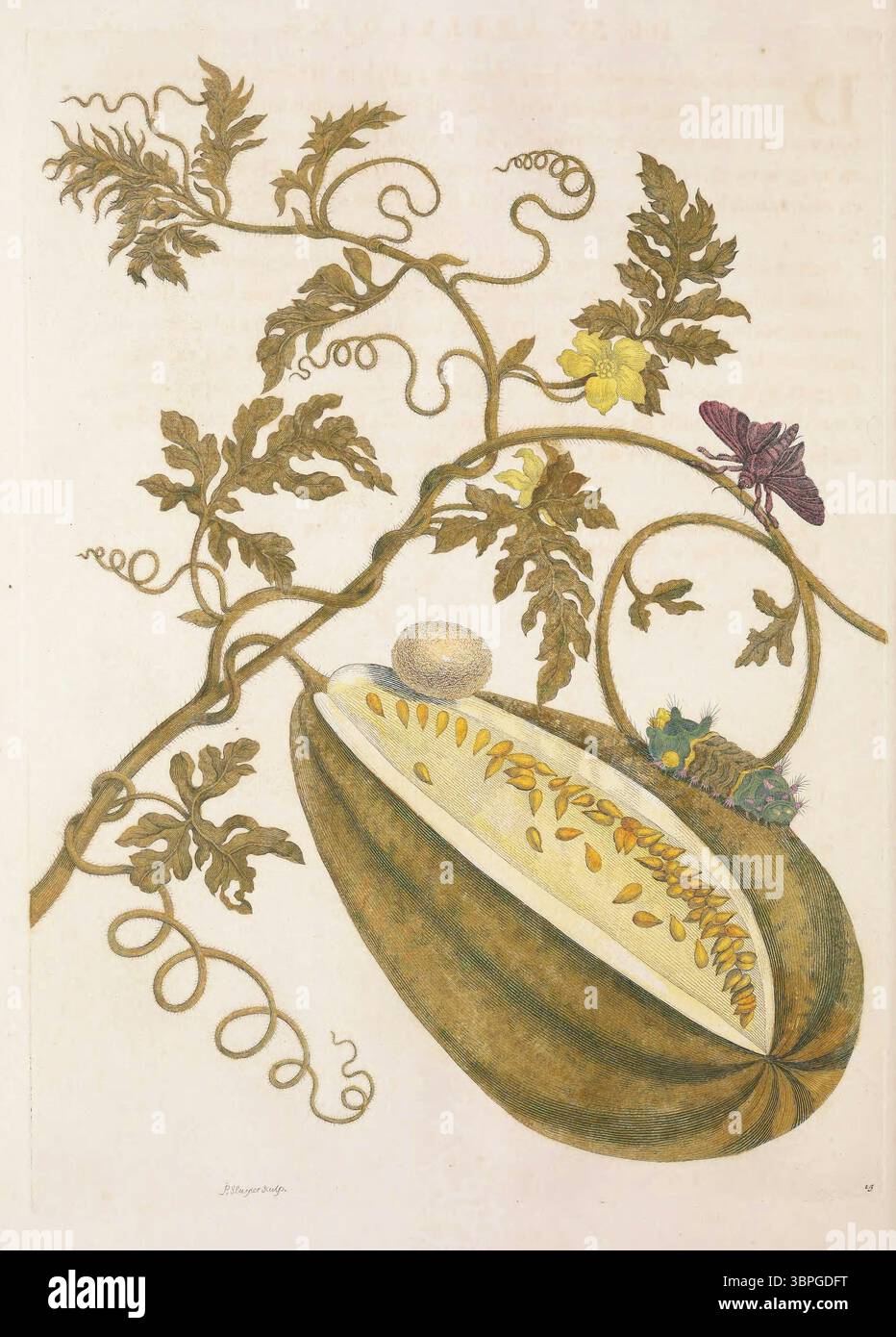 Illustration botanique et entomologique tirée de Metamorphosis Insectorum Surinamensium (1705) de Maria Sibylla Merian, mettant en scène une pastèque avec des fruits, des fleurs, des chenilles, un œuf et un papillon de nuit, documenter les étapes de la vie des insectes aux côtés des espèces de plantes tropicales observées au Suriname. Banque D'Images