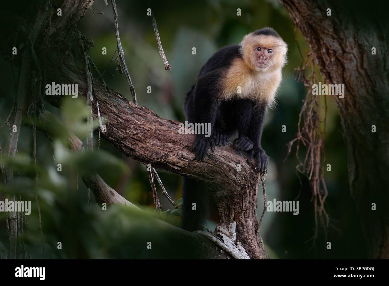Costa Rica nature. Capucin à tête blanche, singe noir assis sur la branche d'arbre dans la forêt tropicale sombre. CEBus imitateur momkey dans la matinée fo Banque D'Images