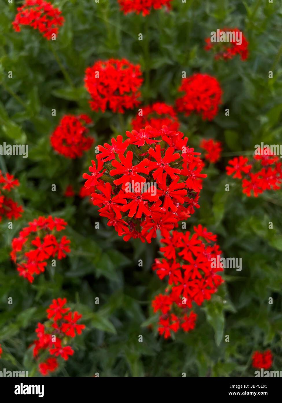 Lychnis chalcedonica, Silene chalcedonica. Les fleurs rouges vives sont entourées de riches feuilles vertes, créant une scène captivante de beauté naturelle et Banque D'Images
