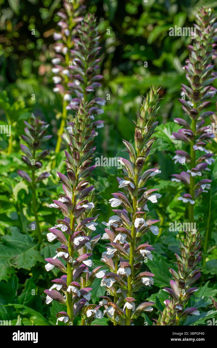 Siège d'ours épineux (Acanthus spinosus) en fleur dans le jardin, originaire du sud de l'Europe Banque D'Images