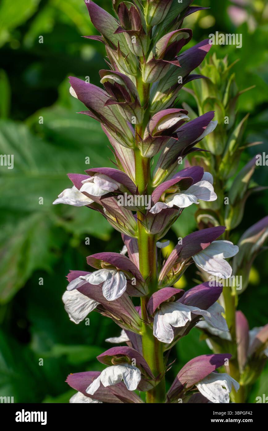 Siège d'ours épineux (Acanthus spinosus) en fleur dans le jardin, originaire du sud de l'Europe Banque D'Images