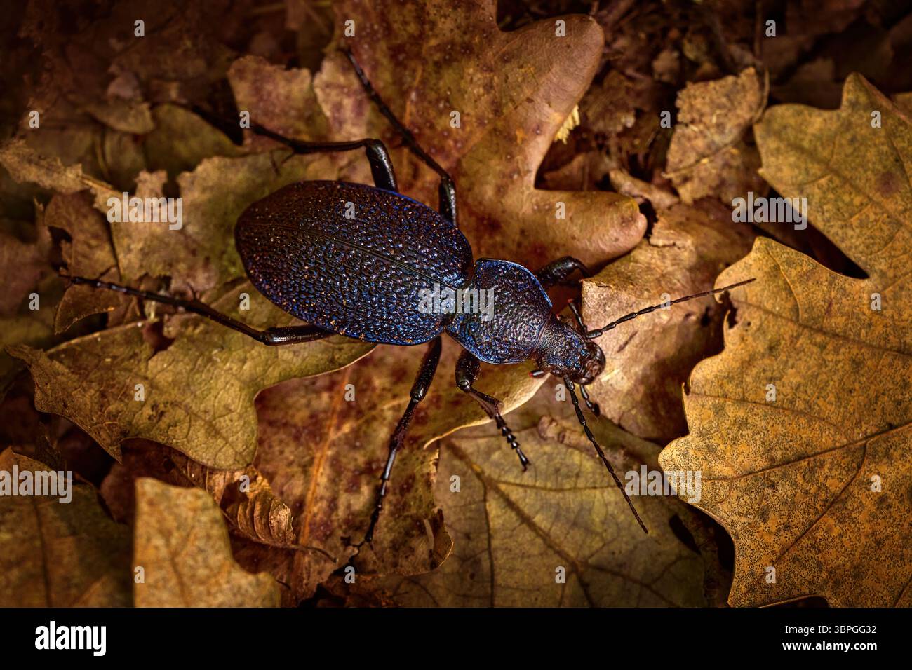 Carabus scabrosus, coléoptère terrestre violet énorme, coléoptère bleu brillant foncé de la famille des Carabidae en automne feuilles brunes dans la forêt. Carabus scabro Banque D'Images