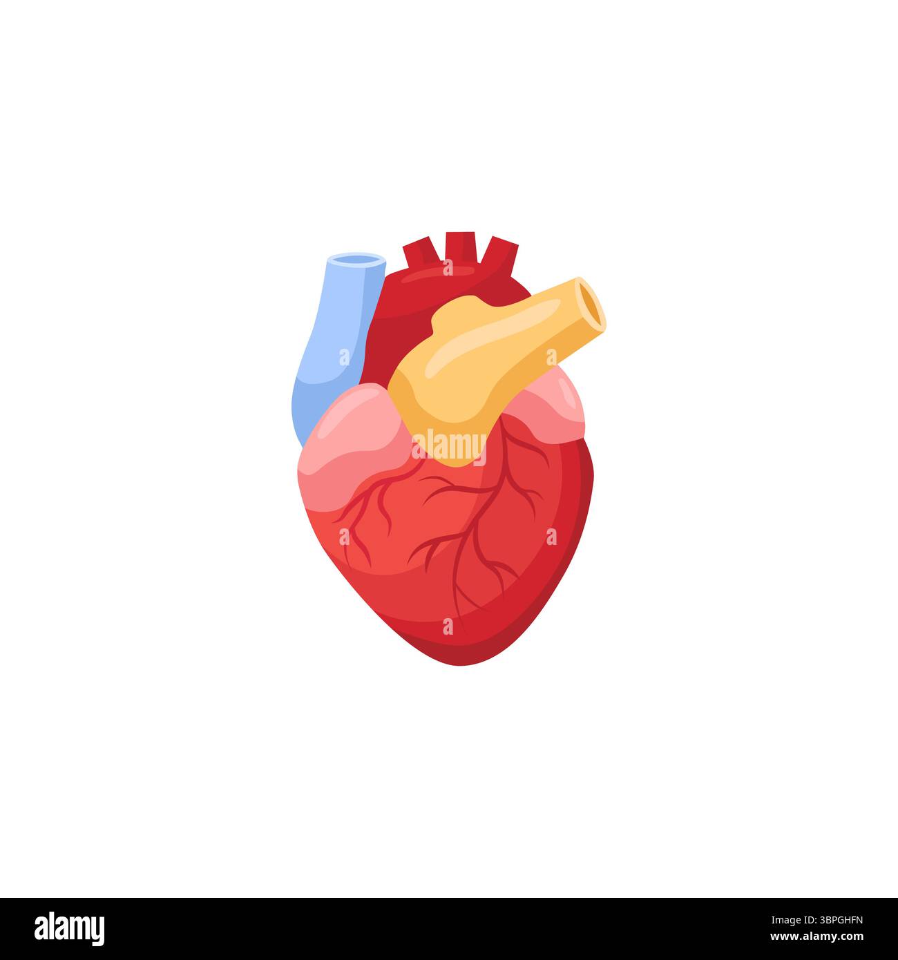 Diagramme cardiaque anatomique mettant en évidence les veines et les artères dans des couleurs vives pour une utilisation éducative Illustration de Vecteur