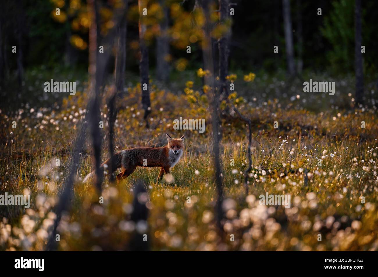 Renard roux dans la forêt de taïga d'été, Finlande. Animal manteau de fourrure orange dans la fleur de fleur d'herbe de coton, nature faune. Renard dans la forêt, lever du soleil le matin Banque D'Images