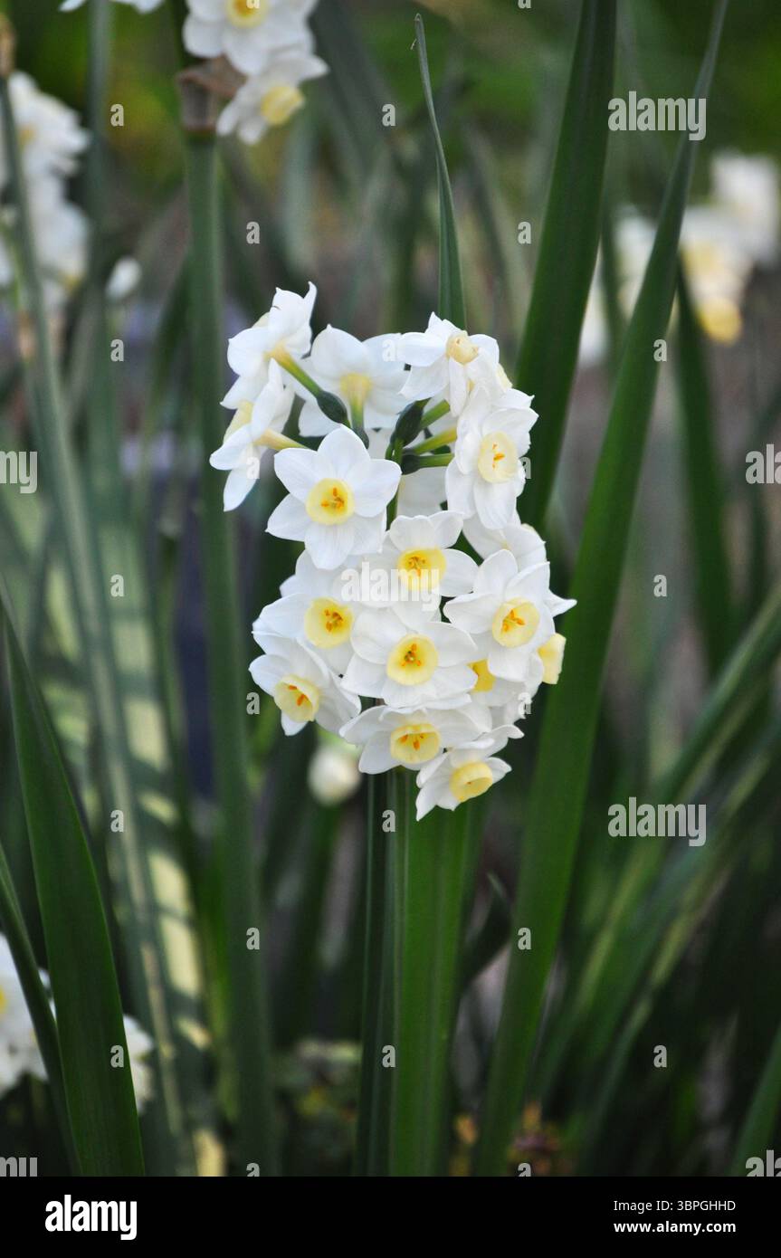 Narcissus papyraceus ou Narcissus tazetta, communément appelé jonquilles en papier ou jonquilles à fleurs en grappes Banque D'Images