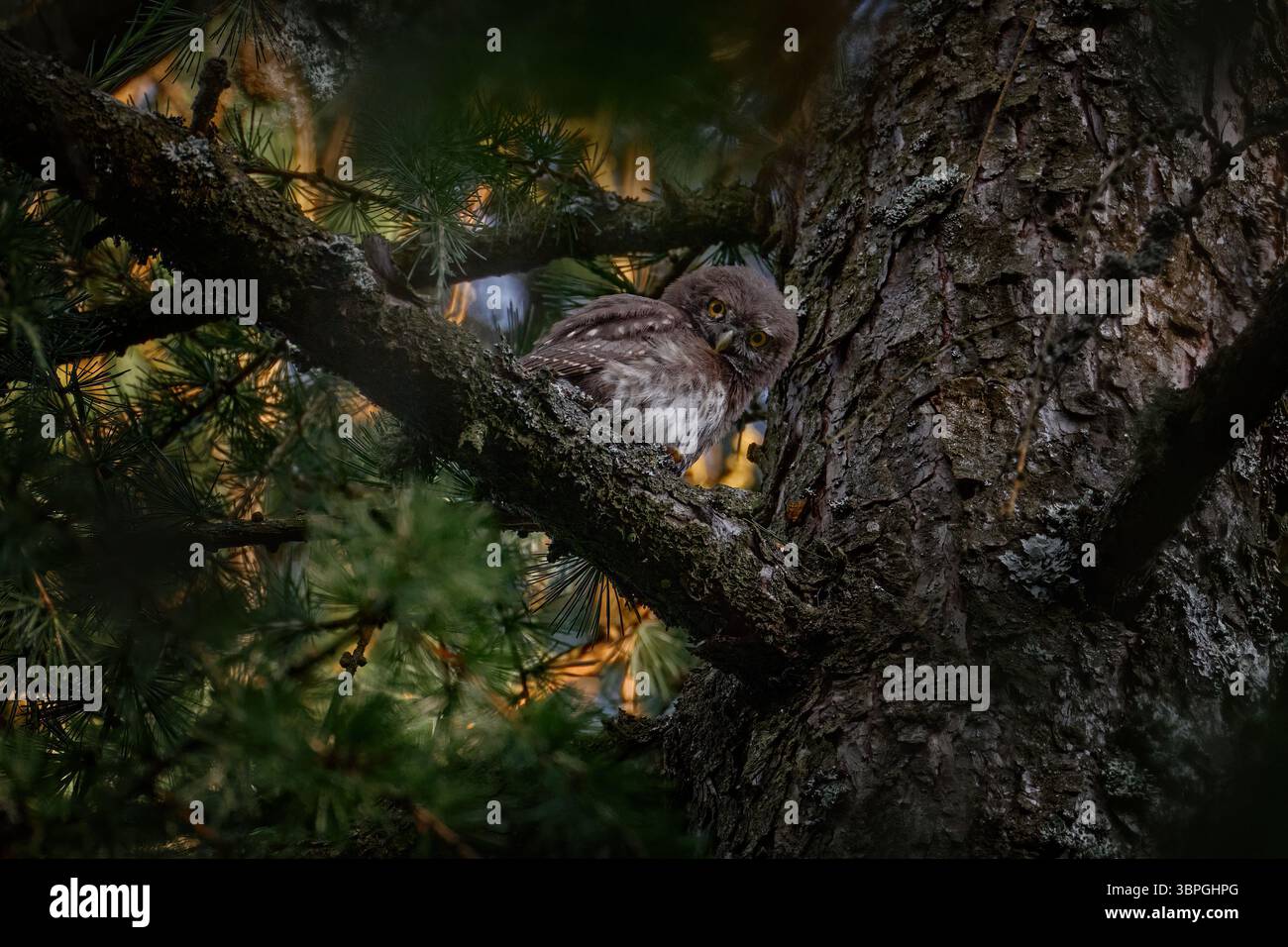 Jeune hibou de cinq semaines. Pygmy Owl, assis sur la branche d'épinette d'arbre avec fond clair de forêt sombre. Oiseau teinté eurasien dans l'habitat. Beau b Banque D'Images