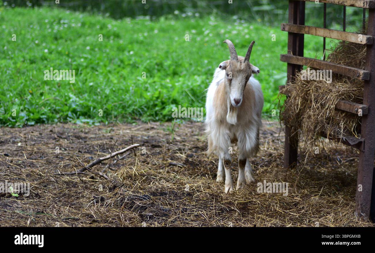 Chèvre unique debout près du chargeur de foin à la ferme, regardant directement la caméra. Capture le charme rural, le comportement naturel des animaux, et la simplicité de la vie agricole i Banque D'Images