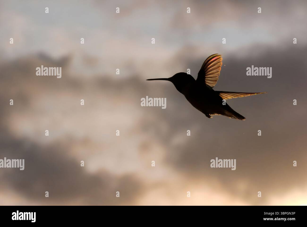 Rufus colibri silhouette contre le soleil avec des couleurs arc-en-ciel visibles dans les ailes et la queue Banque D'Images