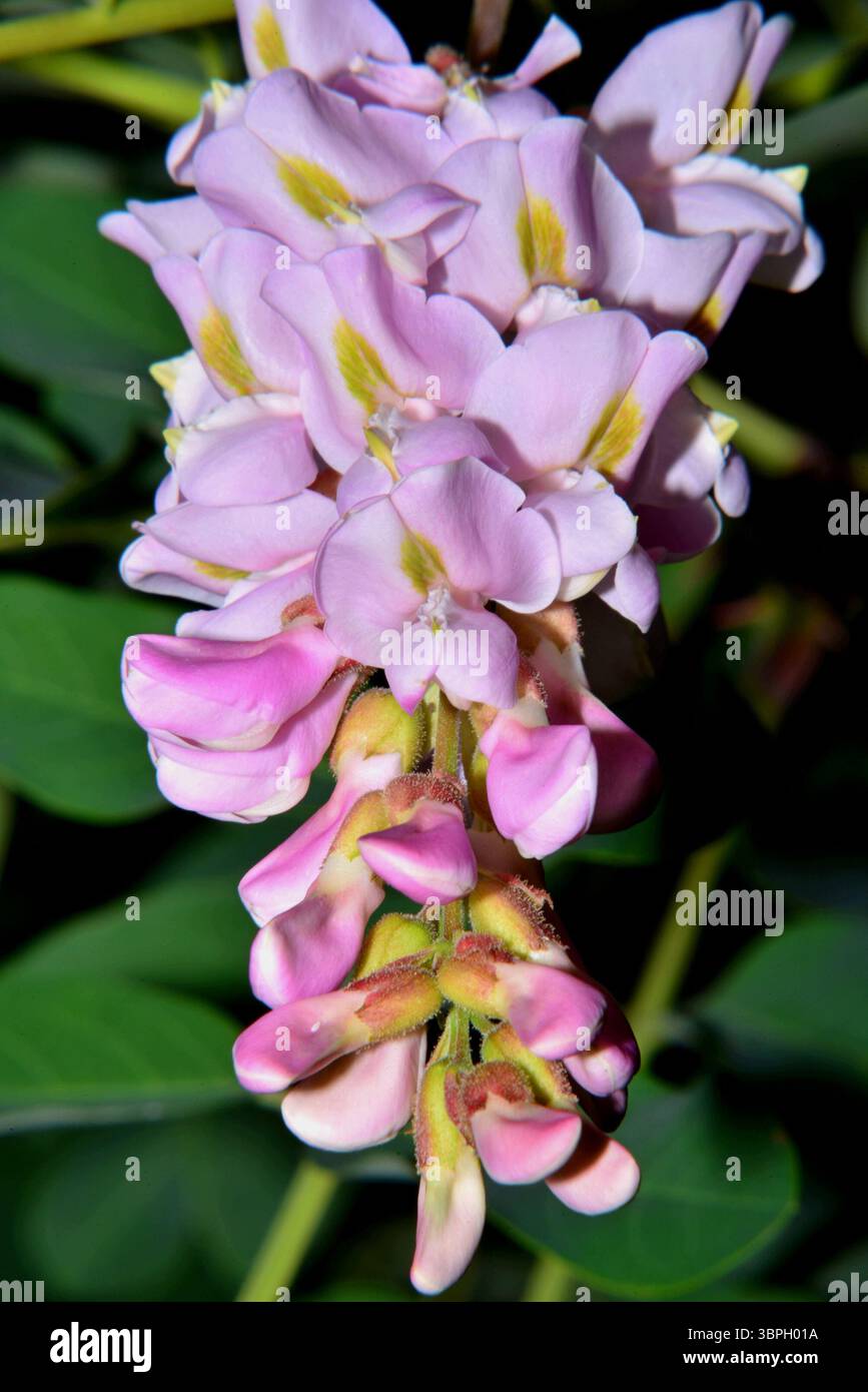 La beauté de la fleur de Robinia viscosa, en plein printemps Banque D'Images