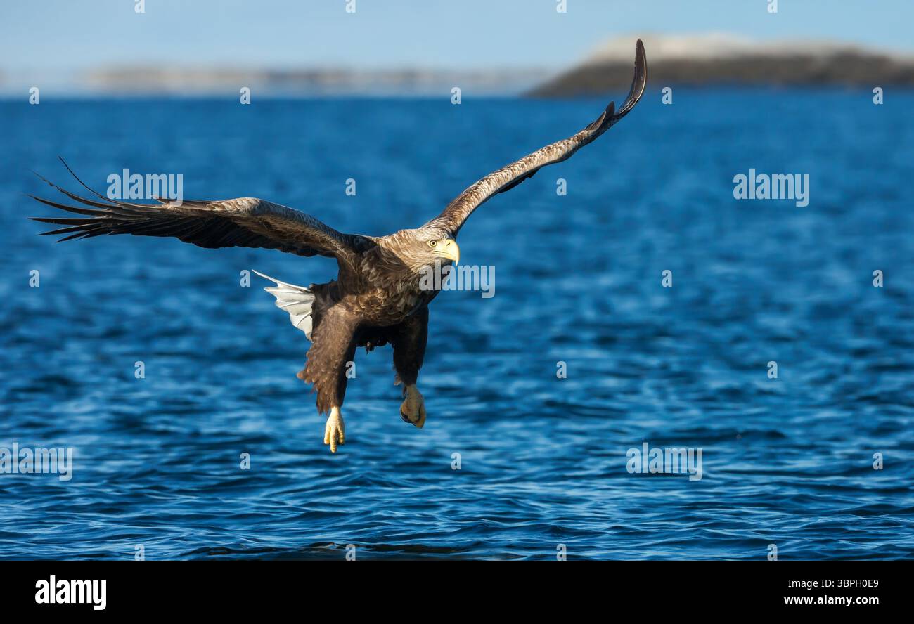 Aigle de mer à queue blanche en vol, Norvège. Banque D'Images