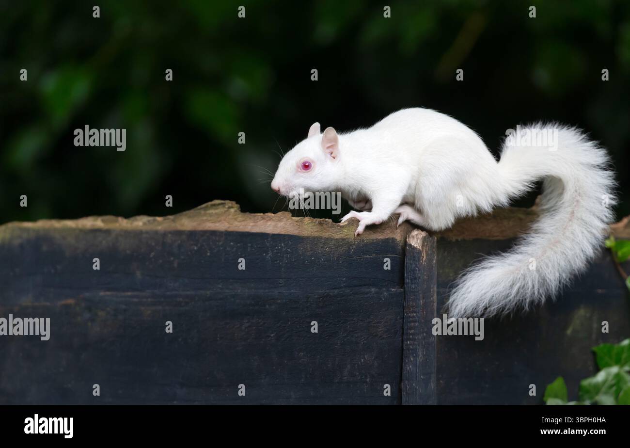 Portrait en gros plan d'un écureuil gris albinos avec une fourrure blanche et des yeux roses perché sur une clôture de jardin, Royaume-Uni. Banque D'Images