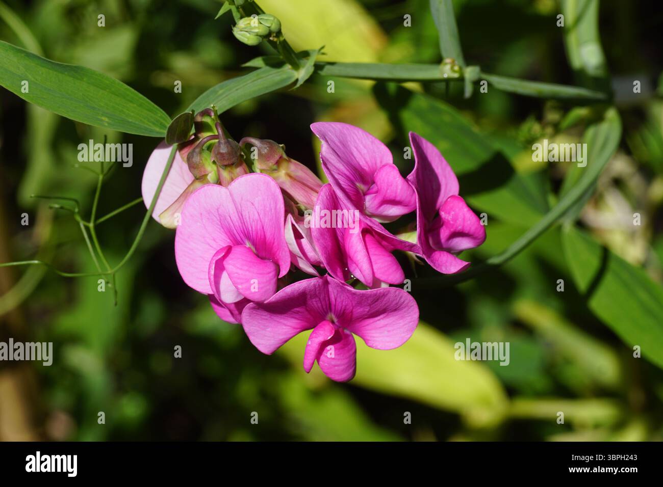 Gros plan sur les fleurs roses du pois éternel (Lathyrus latifolius) de la famille des pois Fabaceae. Été, juillet dans un jardin hollandais Banque D'Images