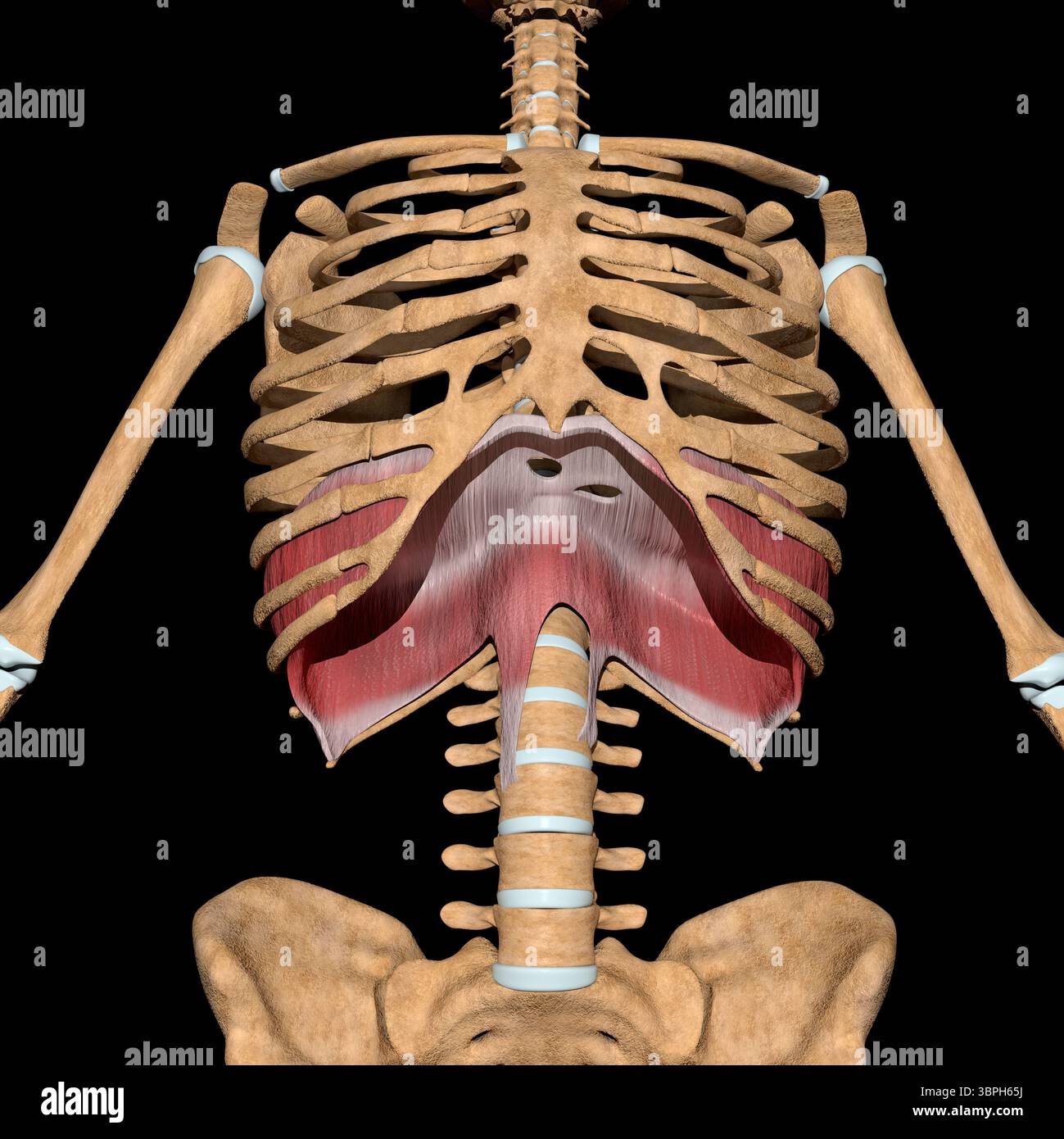 Cette illustration 3d montre le muscle diaphragme sur le squelette Banque D'Images