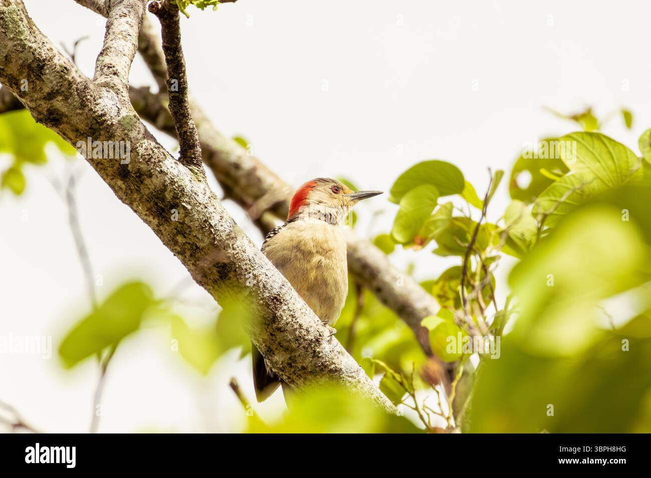 Mignon petit pic à ventre rouge perché sur une branche Banque D'Images