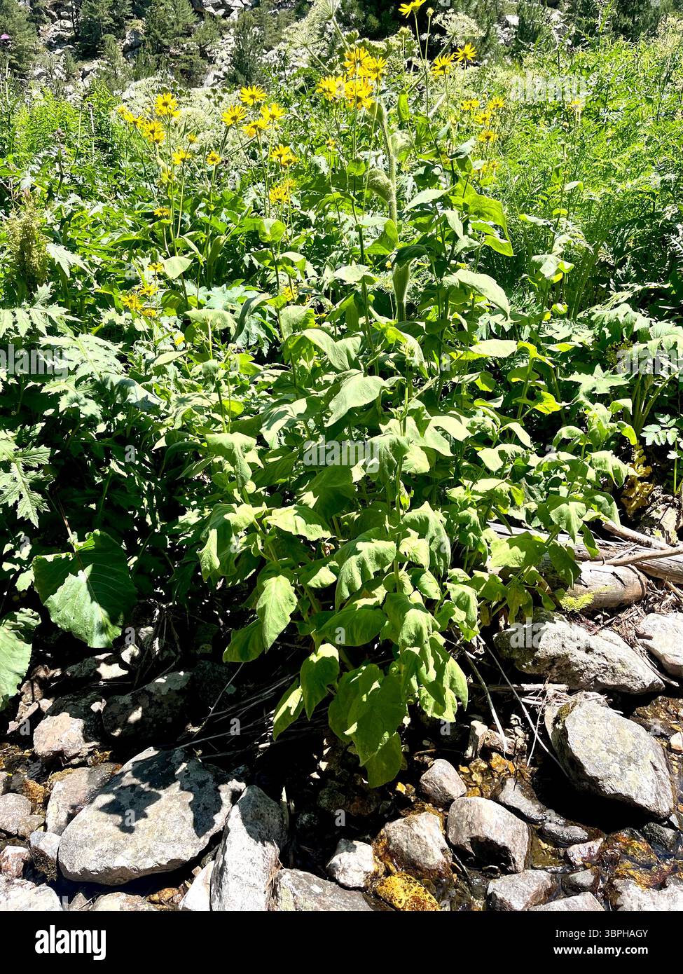 Flane de léopard autrichien Doronicum austriacum poussant dans un habitat naturel près d'un ruisseau dans la montagne de Rila, Bulgarie, Balkans, Europe du Sud-est Banque D'Images