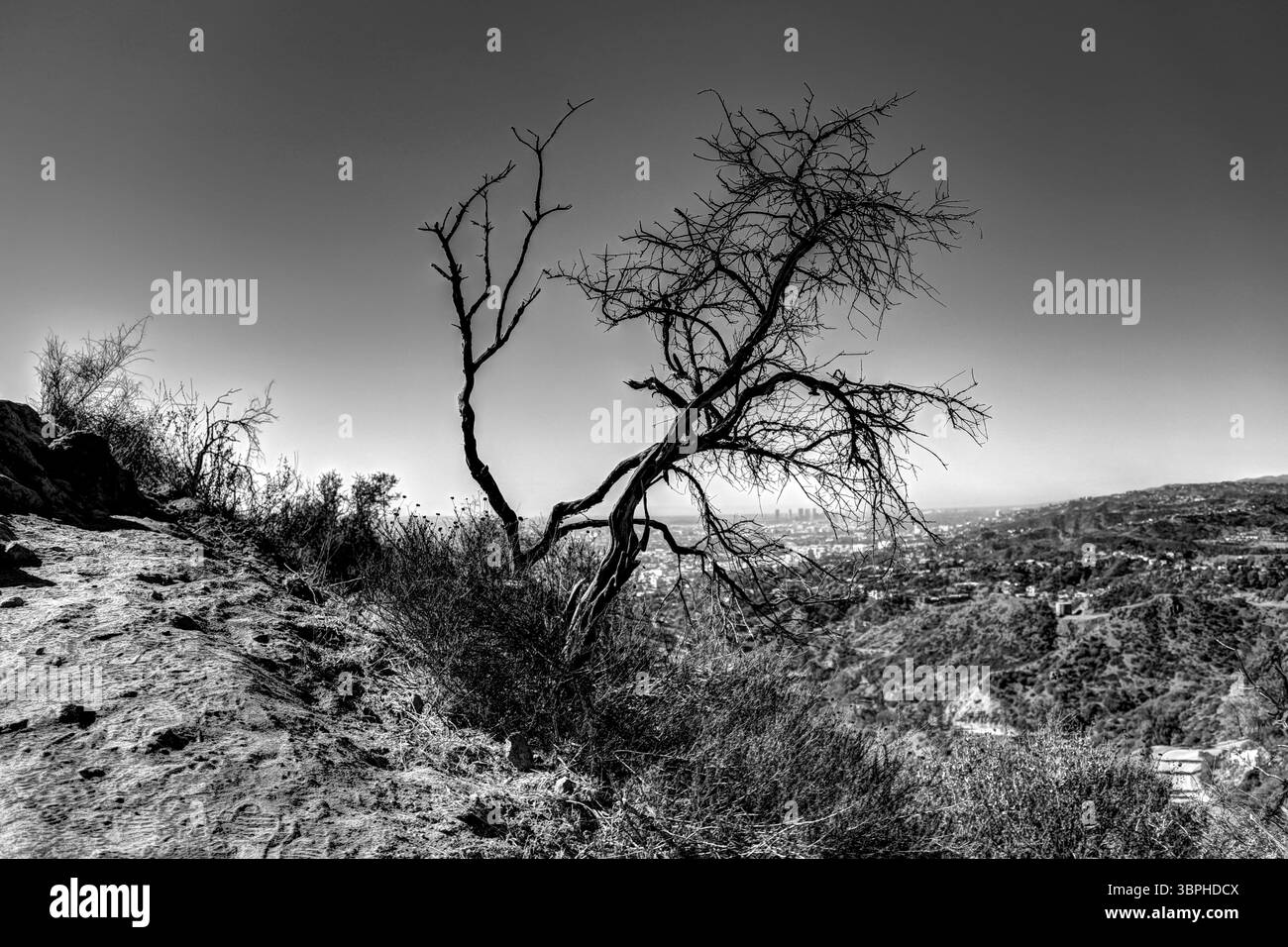Paysages le long des sentiers de randonnée du Griffith Park à Los Angeles Banque D'Images