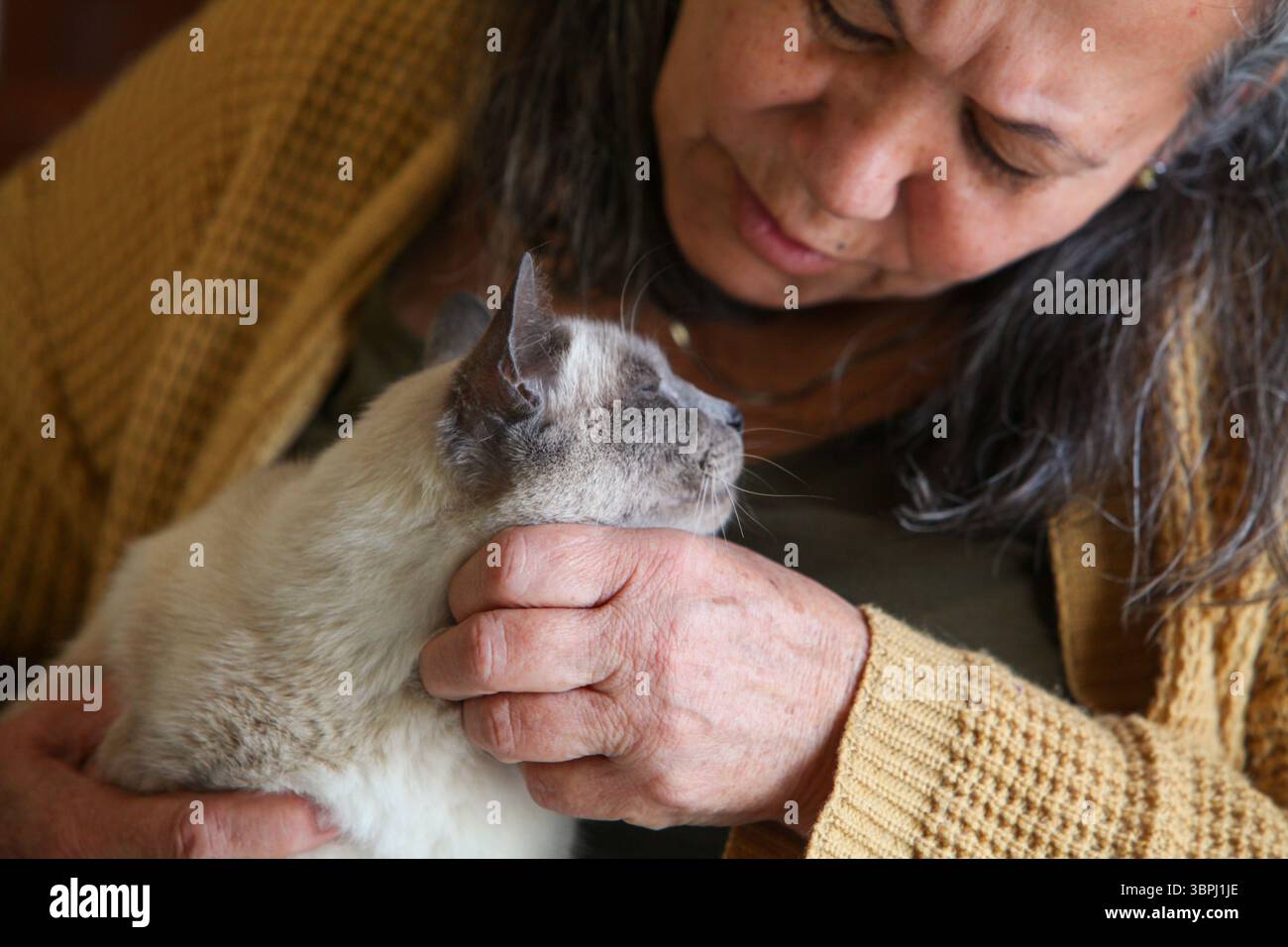 gros plan portrait d'une femme âgée latino tenant un chat souriant à l'intérieur Banque D'Images