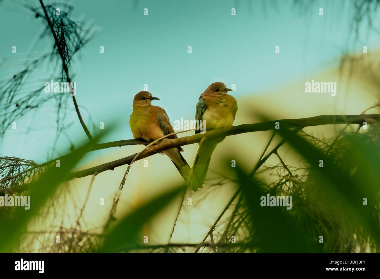 Paire de colombes eurasiennes à collier perchées sur une branche d'arbre dans une lumière naturelle douce, capturant un moment tranquille de la faune dans son habitat naturel. Banque D'Images