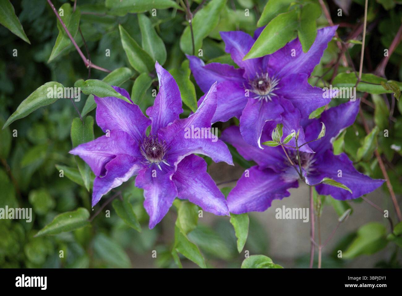Fleur Clematis couleur pourpre (clématites) Banque D'Images