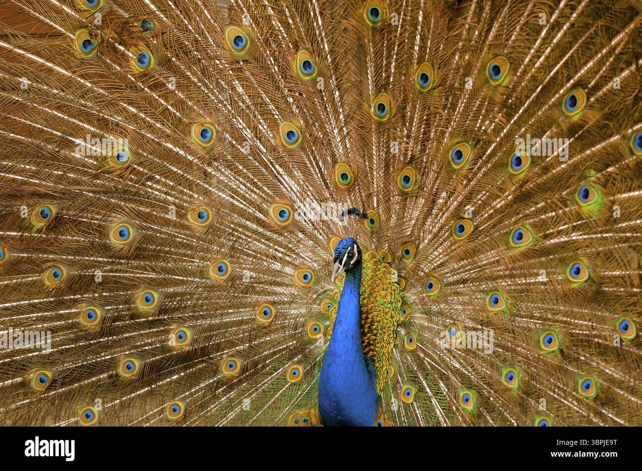 Un paon mâle avec la roue en éventail de sa queue plumes pendant la cour Banque D'Images