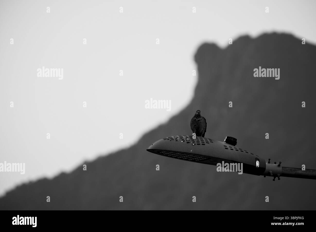 Un oiseau perché sur un lampadaire à Hong Kong, avec Lion Rock en arrière-plan. Banque D'Images