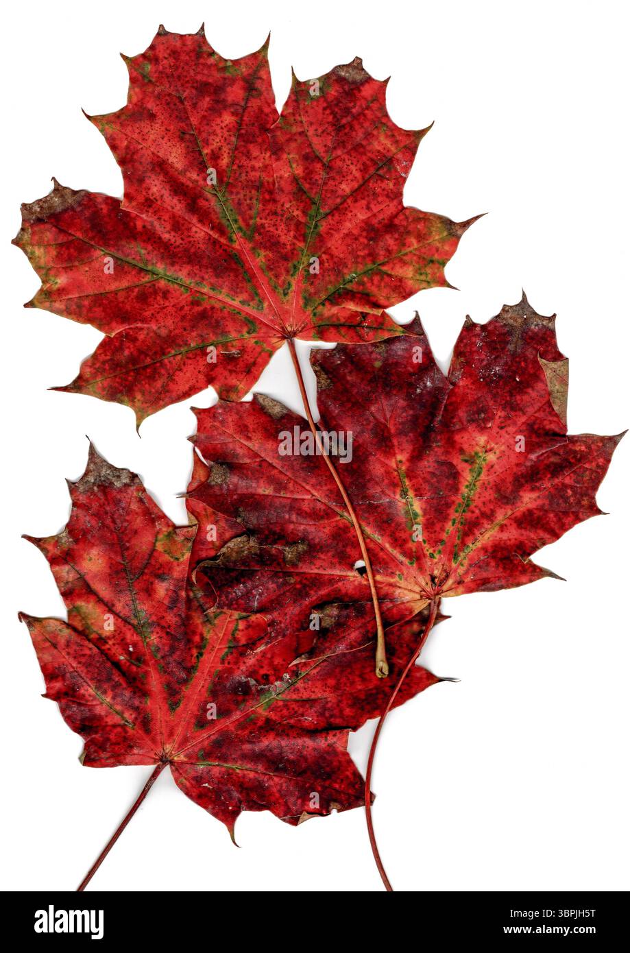 Gros plan de trois feuilles d'érable exposées et colorées automnales Banque D'Images