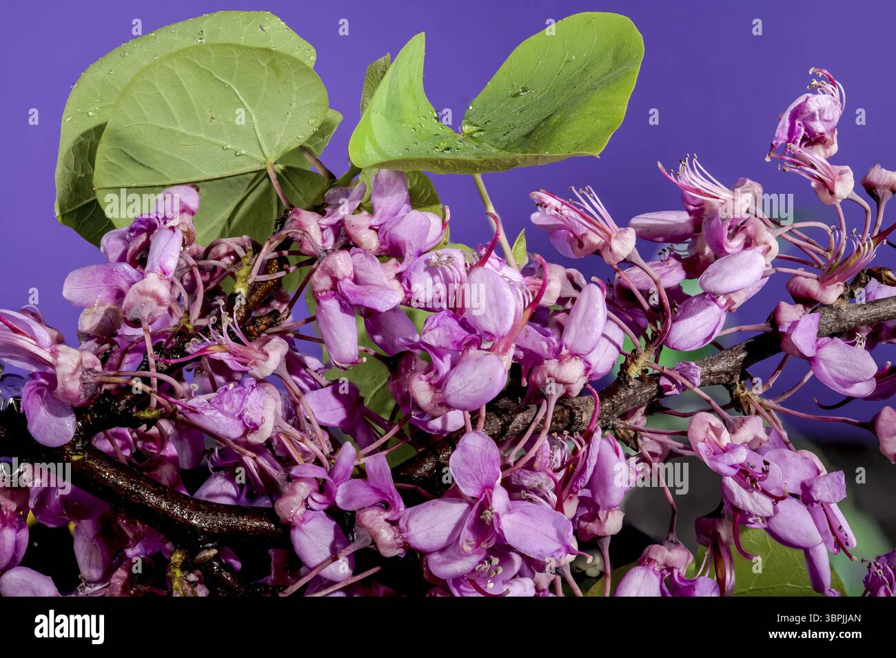 Belles fleurs roses florissantes de cercis siliquastrum ou arbre de Judas sur un fond violet. Gros plan de tête de fleur, Odessa, Ukraine, Europe Banque D'Images