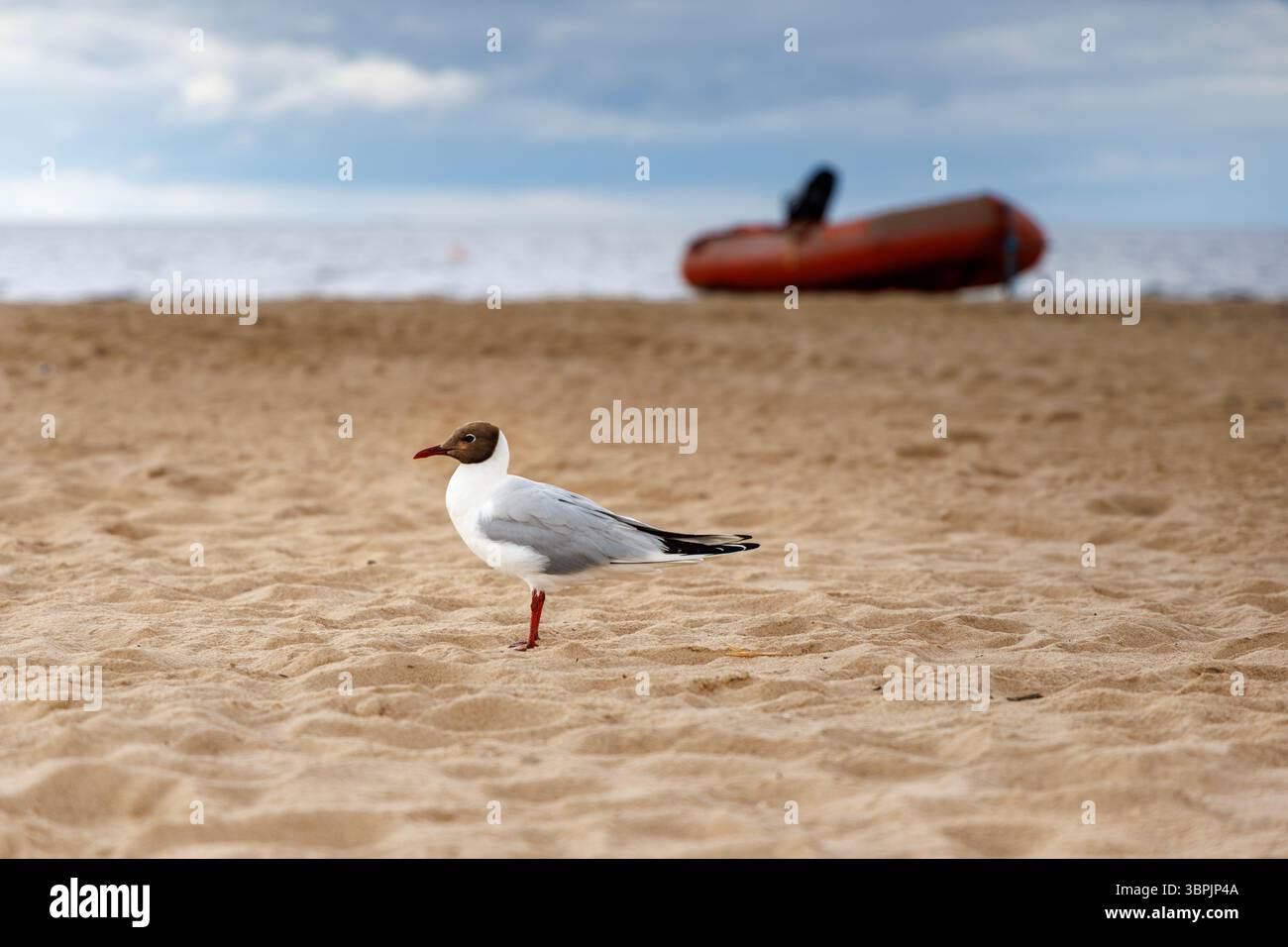 Un mouette à tête noire se tient sur une jambe dans le sable, avec un bateau gonflable rouge et la mer en arrière-plan sous un ciel nuageux. Banque D'Images