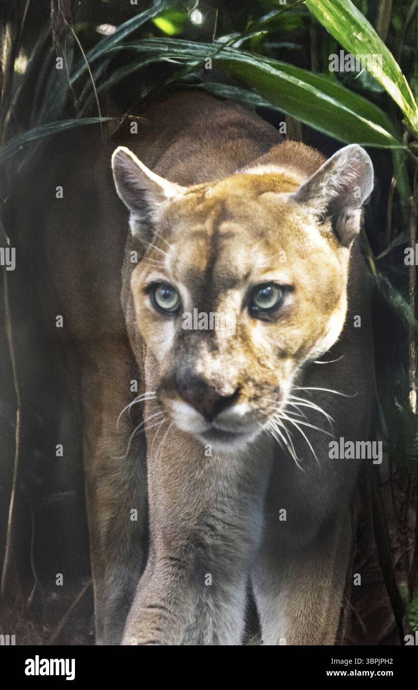 Panthère de Floride Puma concolor coryi à l'aube dans le sud-ouest de la Floride Banque D'Images