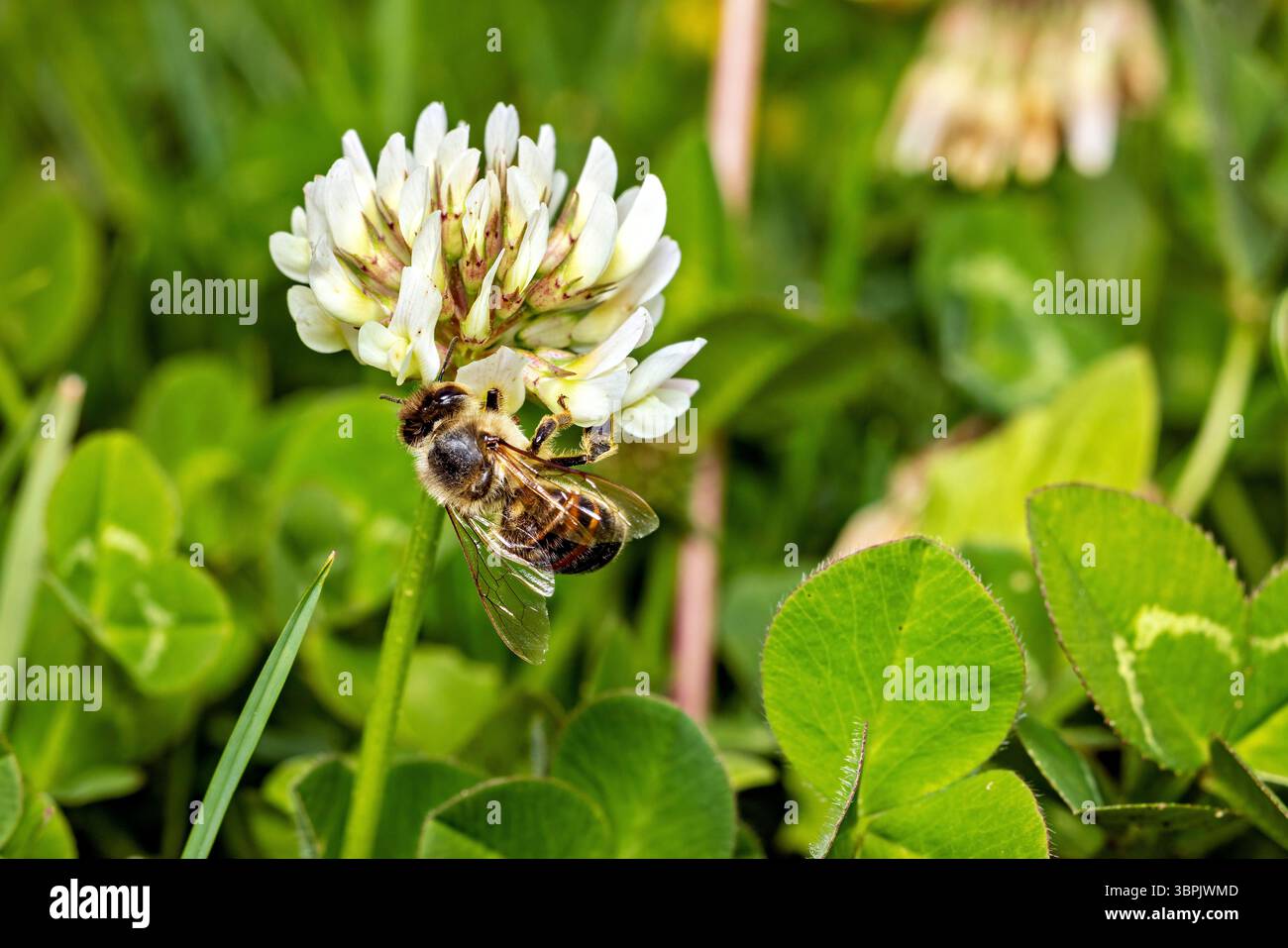 Une abeille est en train de ramasser du miel Banque D'Images