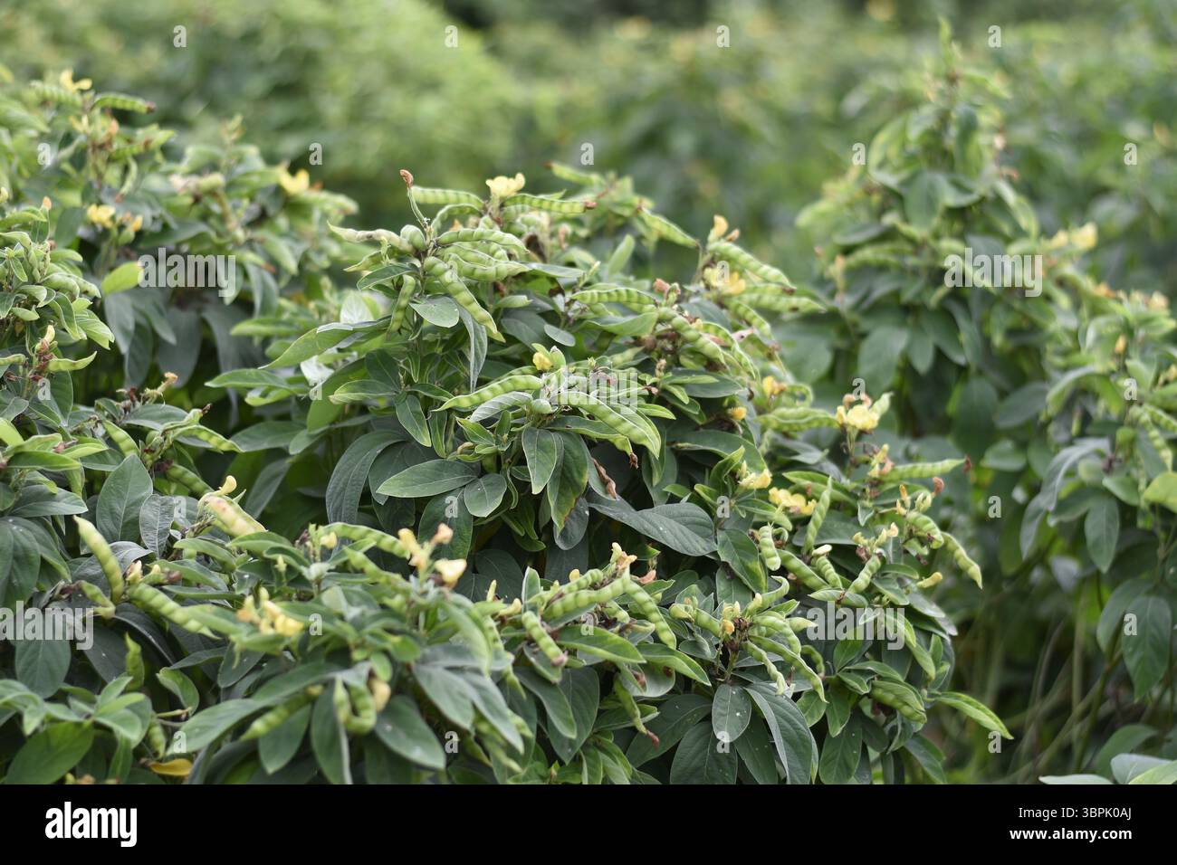 L'image montre un champ vert luxuriant de plantes de pois pigeon (également connu sous le nom de Tur dal en Inde). Les plantes sont buissonneuses et saines, avec des feuilles vertes ovales. Banque D'Images