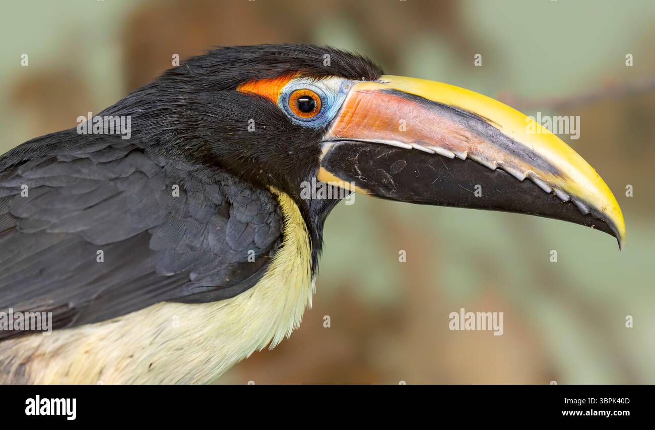 Vue portrait d'un aracari vert (Pteroglossus viridis) Banque D'Images