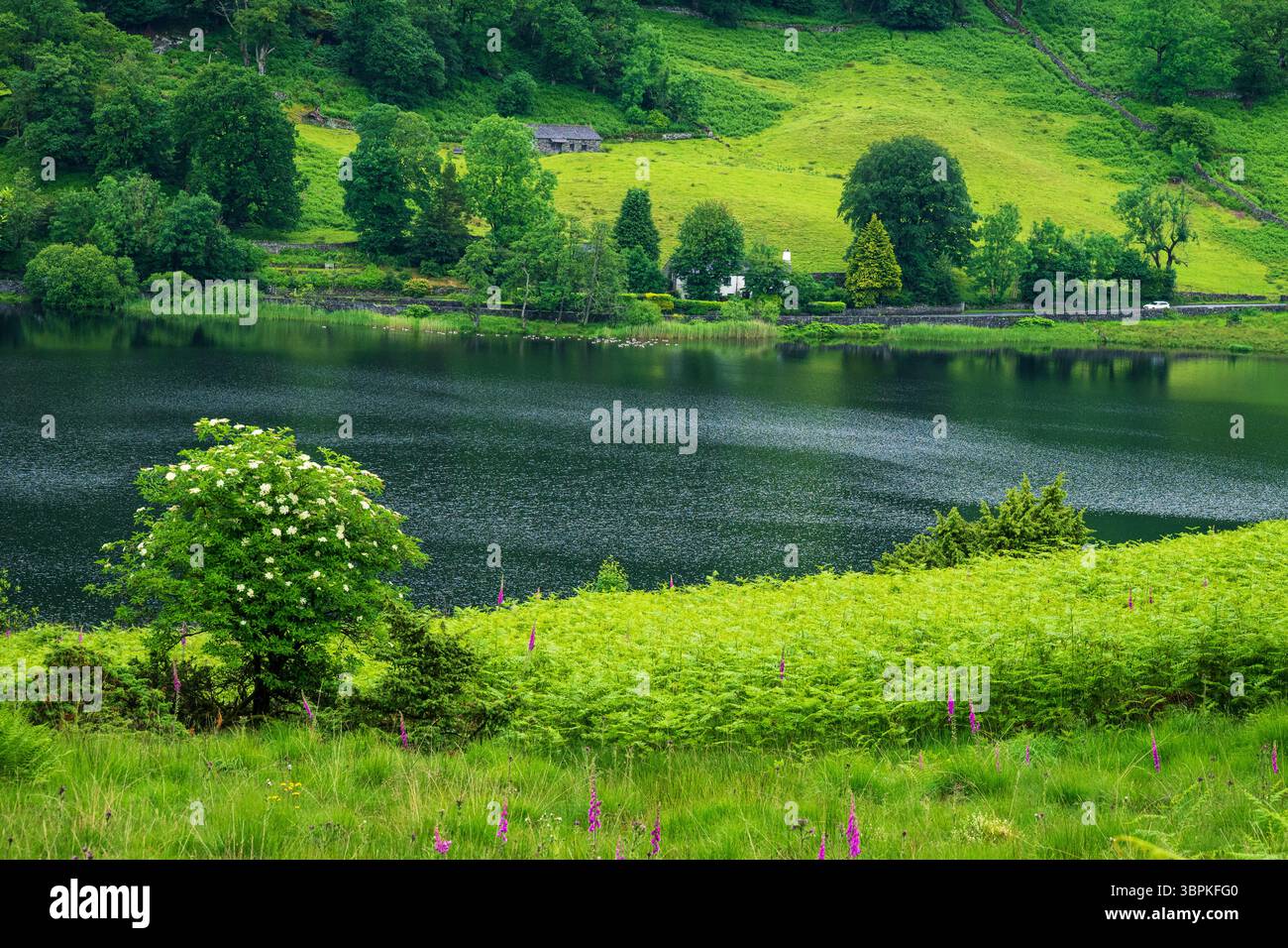 Un beau paysage vert frais à Rydal Water, où des fleurs sauvages et des fougères bordent le rivage, des reflets verts profonds scintillent à la surface du lac Banque D'Images