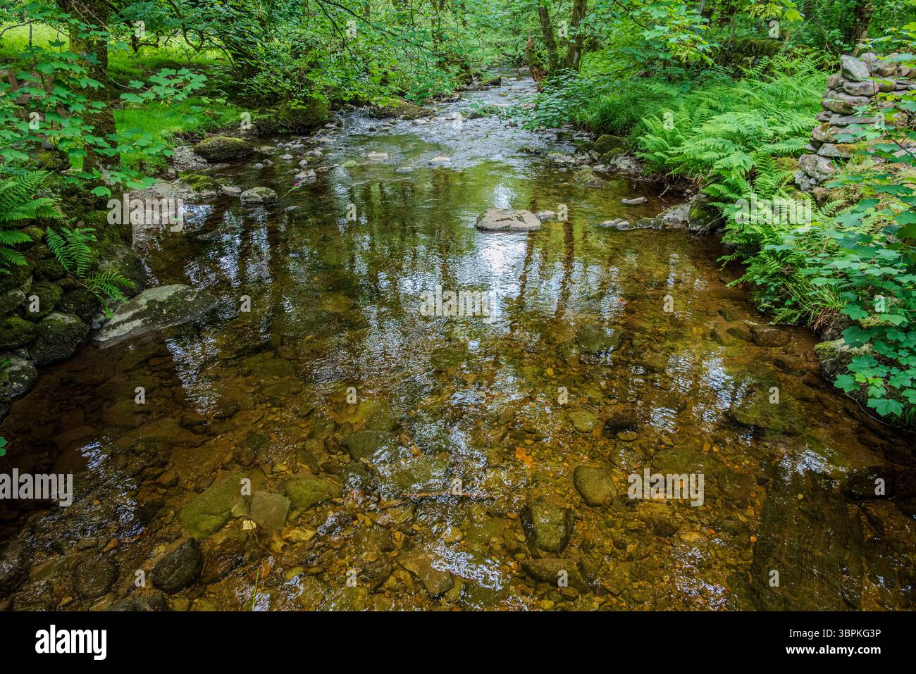 Un ruisseau limpide coule doucement à travers les eaux peu profondes, révélant son lit pierreux alors qu'il serpente à travers la verdure luxuriante dans le Lake District Banque D'Images