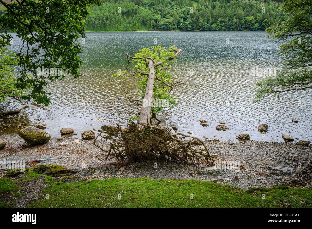 Un arbre tombé sur la rive du lac Buttermere se trouve sur son côté, ses racines exposées sont encore vibrantes alors qu'il continue de pousser au milieu de la végétation luxuriante environnante Banque D'Images