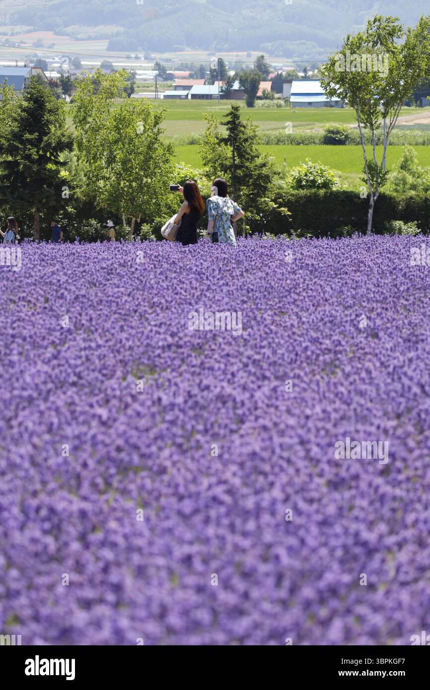 Les gens se promènent dans un champ de lavande à Nakafurano, Hokkaido, dans le nord du Japon, le 8 juillet 2025. (Kyodo)==photo Kyodo via Credit : Newscom/Alamy Live News Banque D'Images
