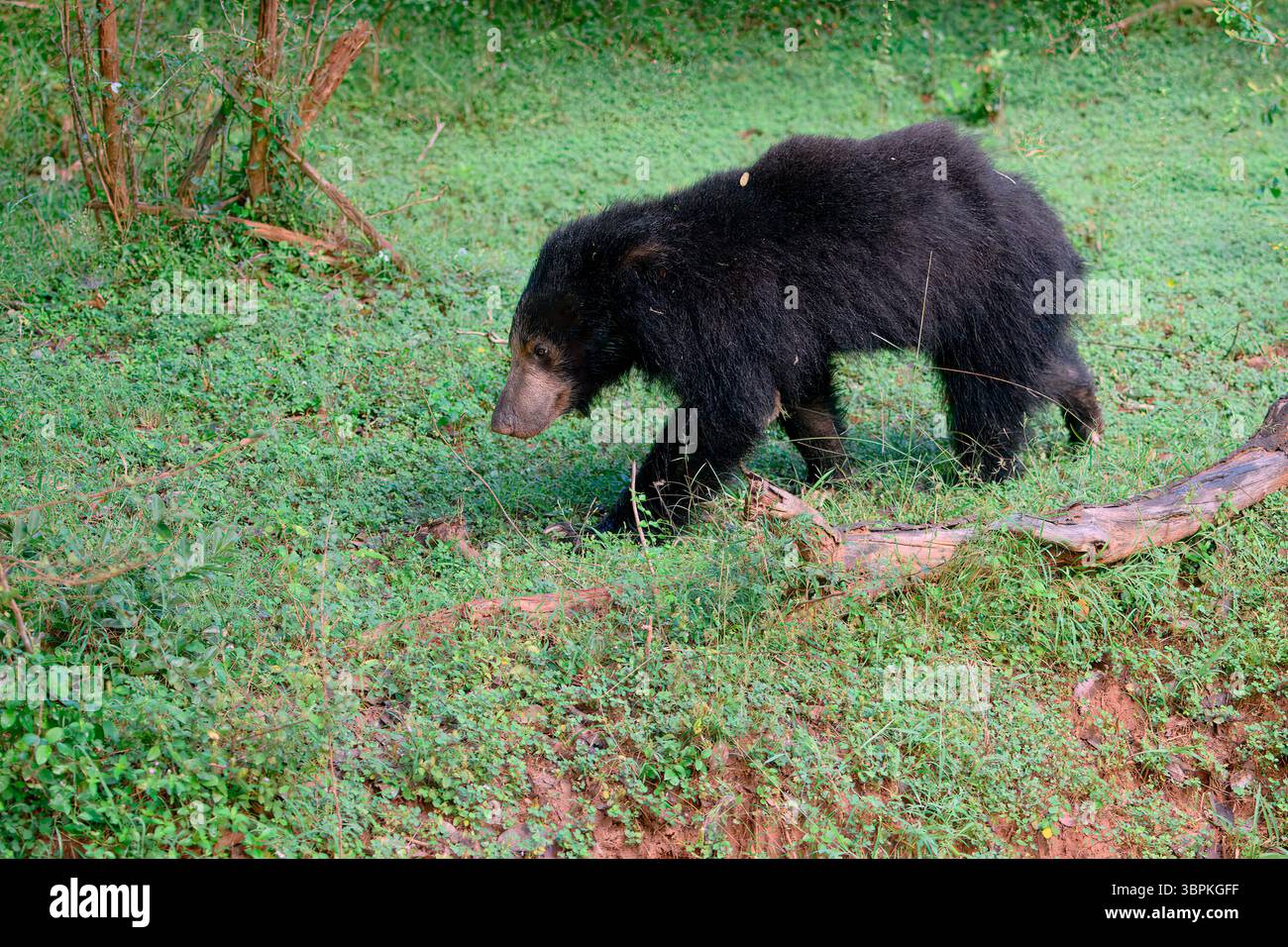 Ours paresseux ou ours indien (Melursus ursinus) marche, parc national de Yala, Sri Lanka Banque D'Images