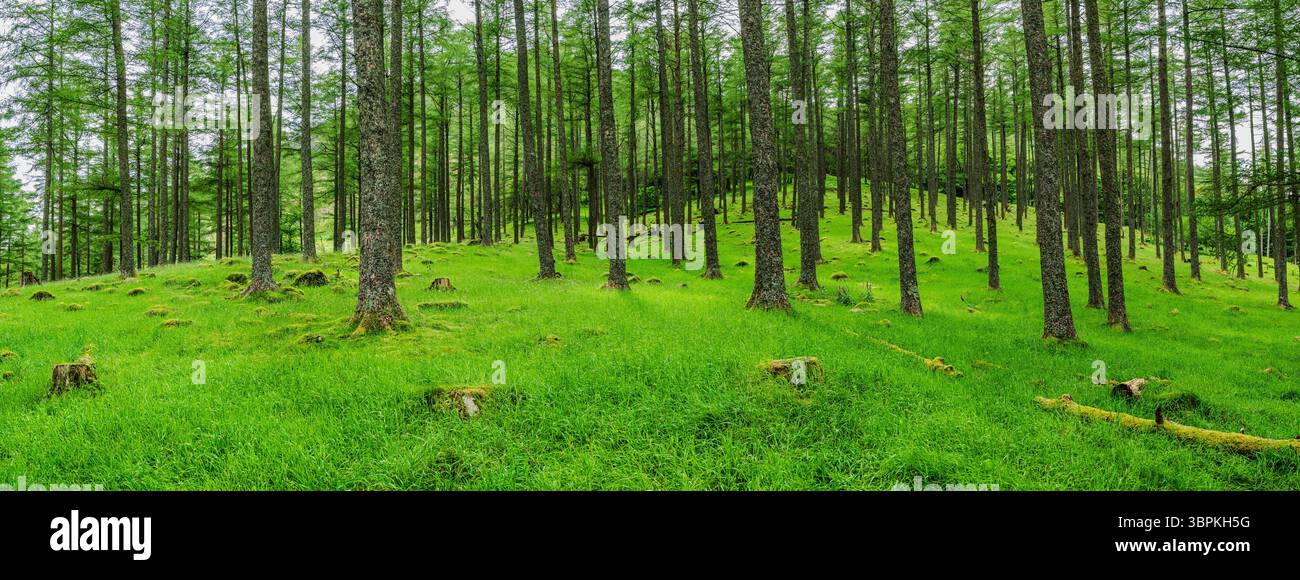 Une culture panoramique d'une base forestière avec des troncs d'arbres droits espacés uniformément debout sur des collines légèrement courbées couvertes d'herbe verte fraîche Banque D'Images
