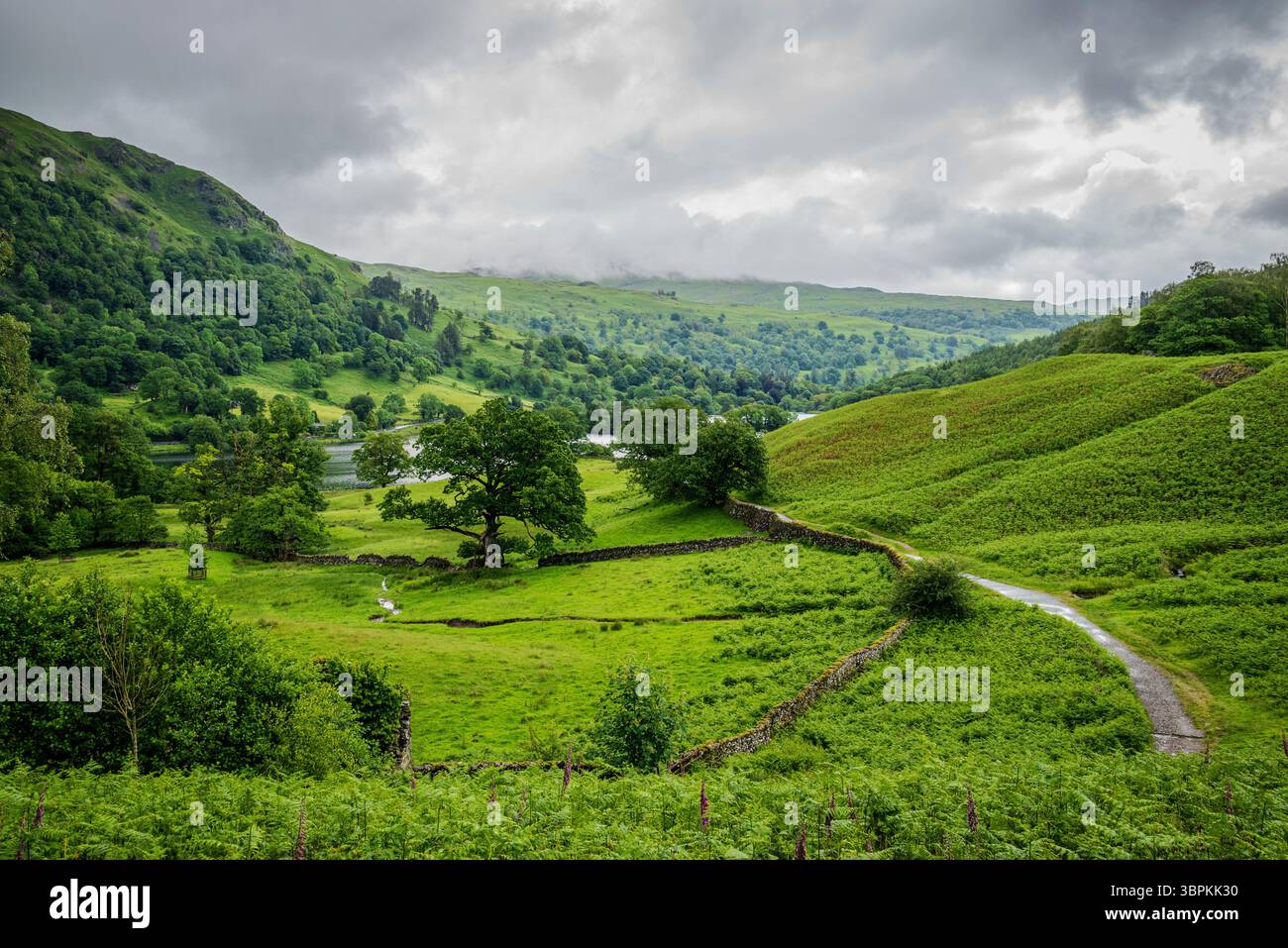 Une vue estivale pluvieuse depuis la pente d'une chute à Rydal Water, avec de faibles nuages de pluie brossant des fesses lointaines et un paysage verdoyant luxuriant Banque D'Images