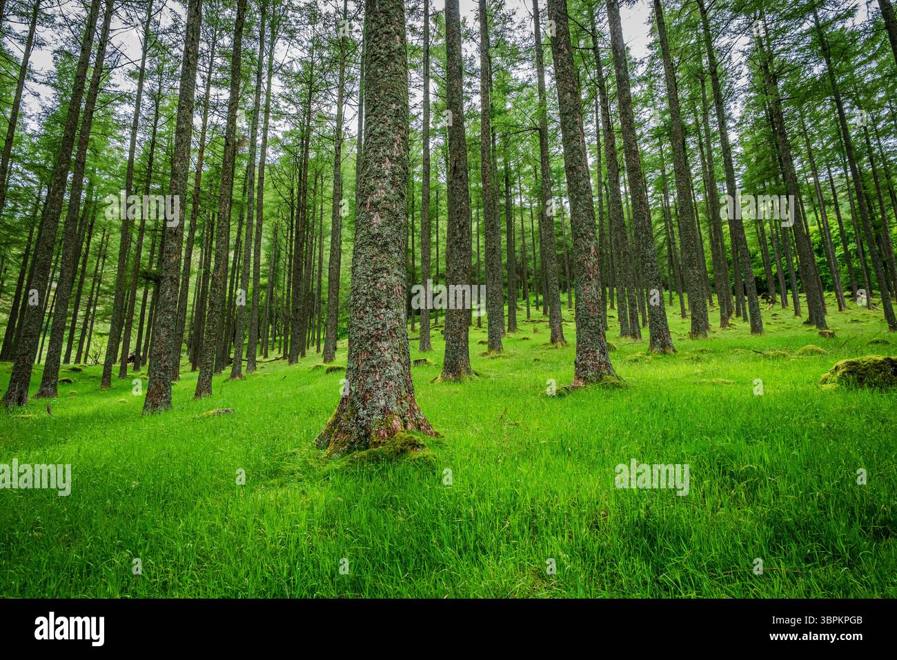Récolte d'une base forestière avec des troncs d'arbres droits espacés uniformément debout sur des collines légèrement courbées couvertes d'herbe verte fraîche Banque D'Images