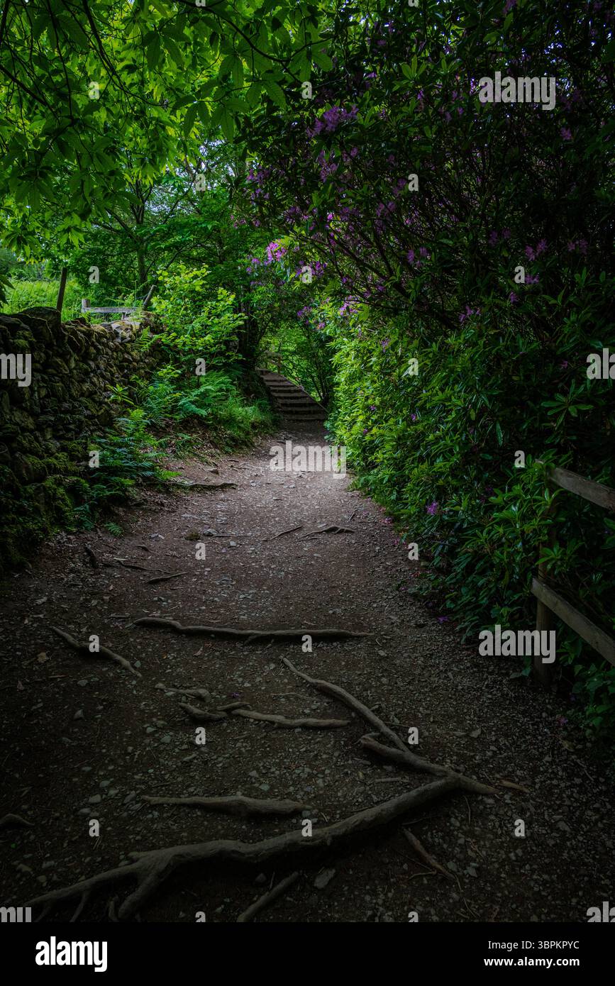 Sentier de terre traverse une végétation luxuriante capturant l'essence tranquille de la nature dans le Lake District en Angleterre Banque D'Images