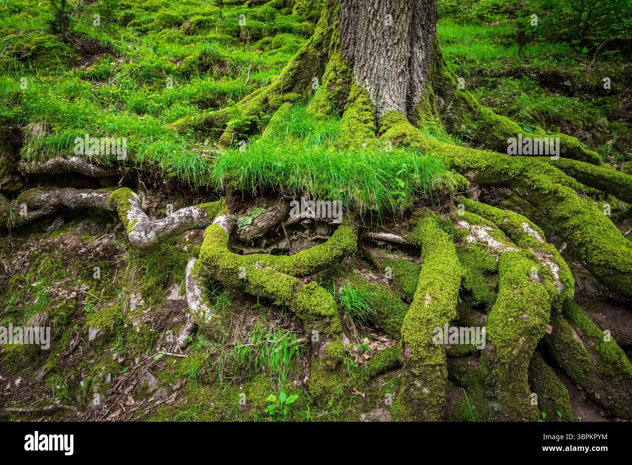 Les racines exposées des arbres émergent de la terre, partiellement drapées de mousse et d'algues, avec des taches d'herbe verte tissant à travers les textures naturelles Banque D'Images