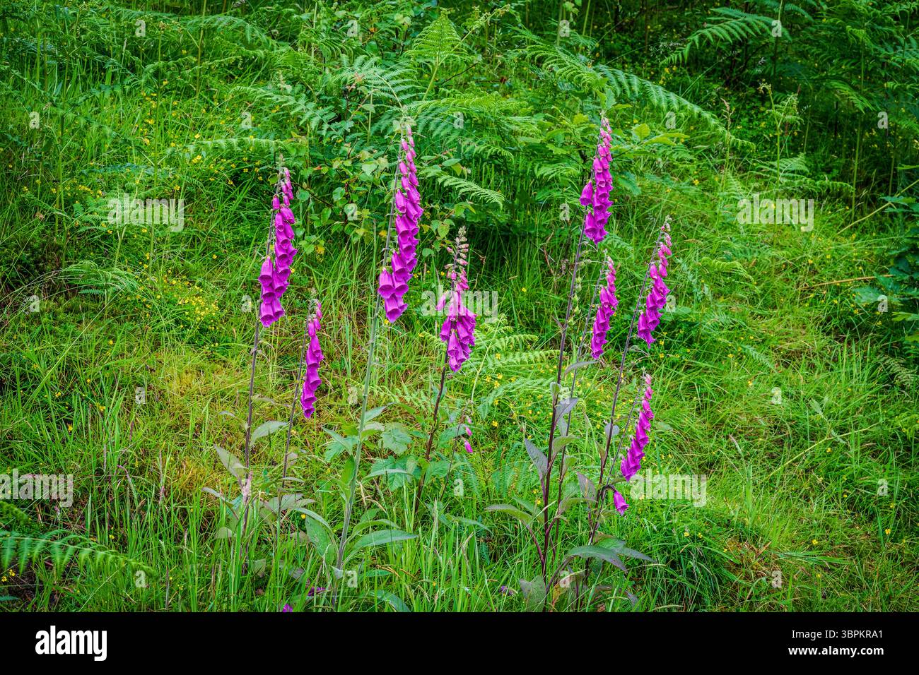 Les gants de foxgant magenta fleurissent naturellement sur une pente verdoyante parsemée de fleurs sauvages, capturant l'essence vibrante du début de l'été dans la campagne. Banque D'Images