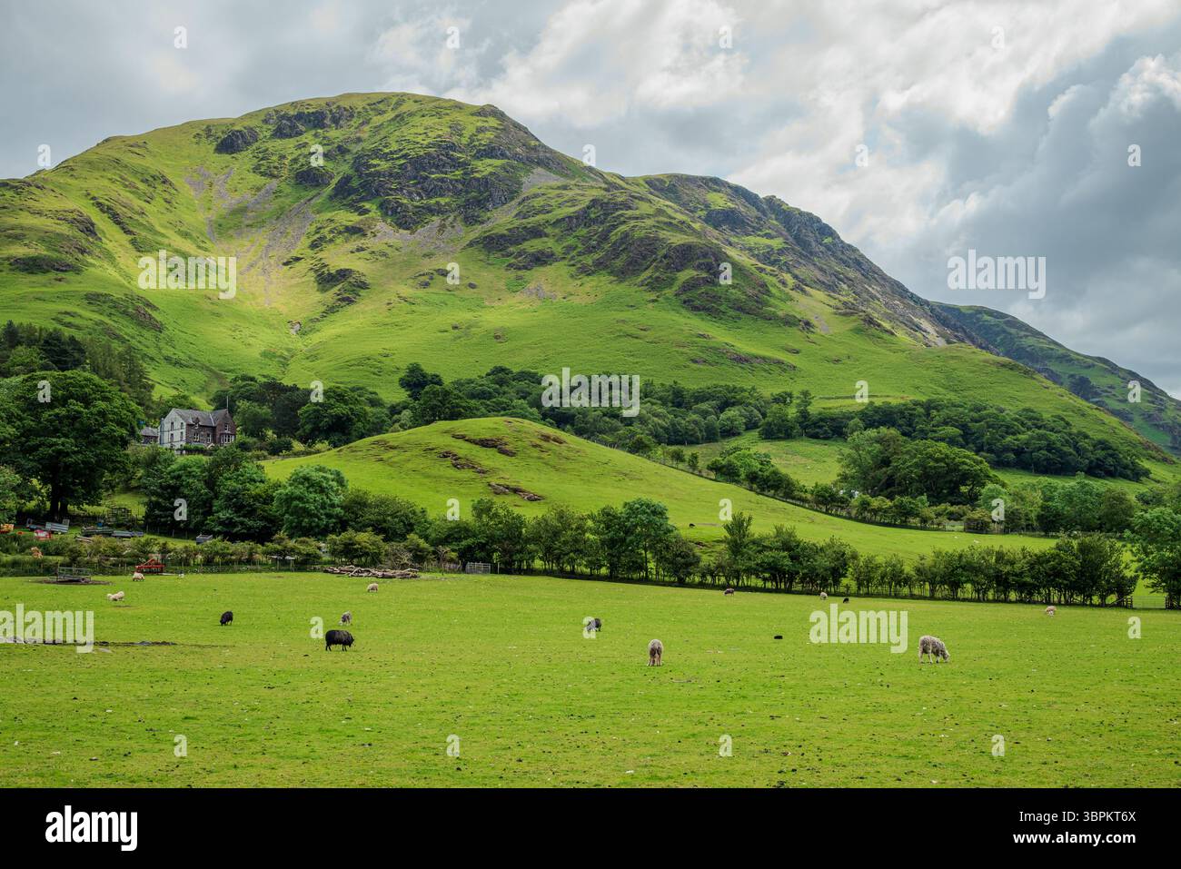 Vue paisible d'un Buttermere vert tombé avec une ferme sur sa pente et moutons pâturant dans un champ luxuriant ci-dessous, capturé un jour d'été couvert Banque D'Images