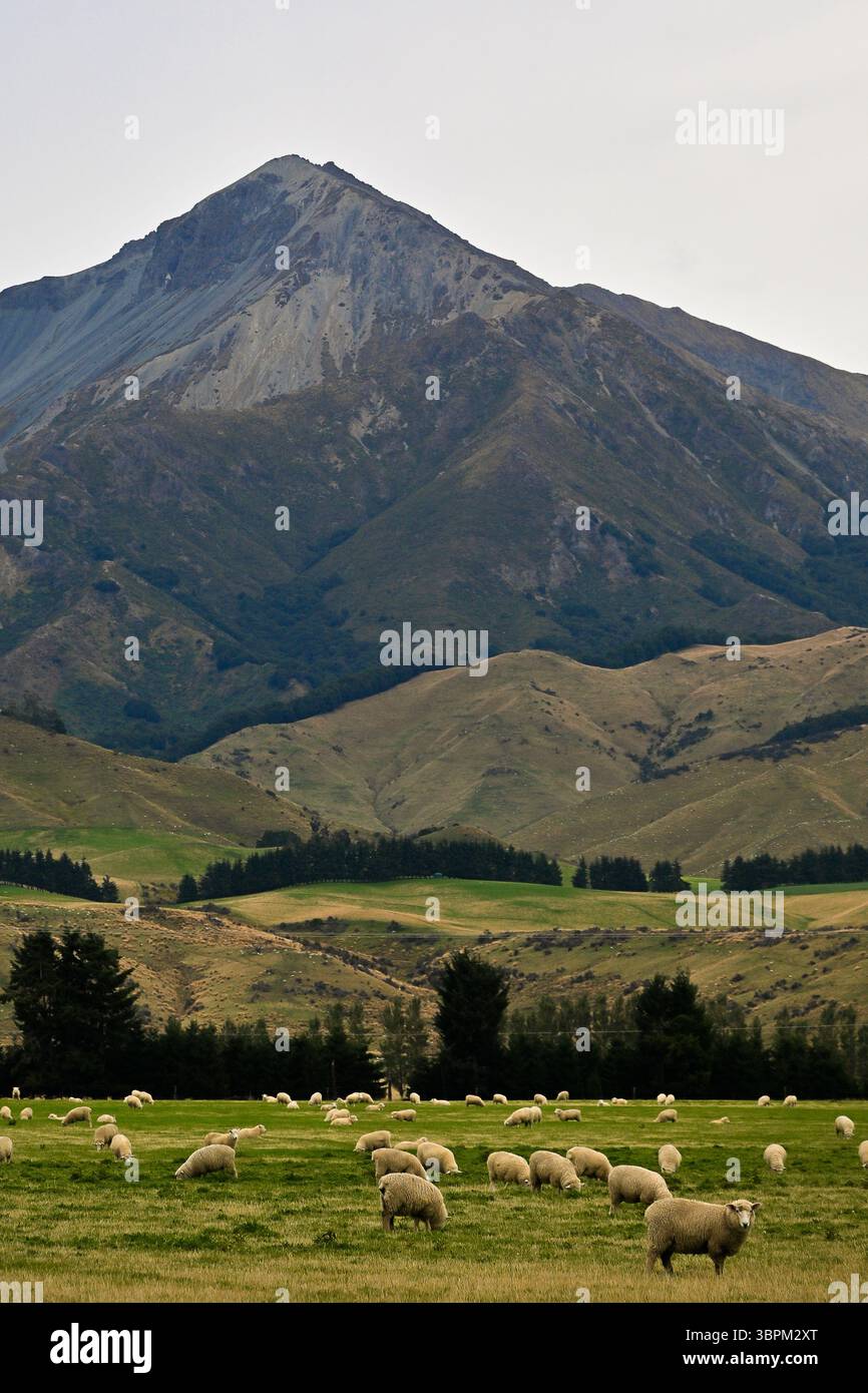 Paysage pastoral avec des moutons pâturants au pied du mont Aspiring, Île du Sud, Nouvelle-Zélande Banque D'Images