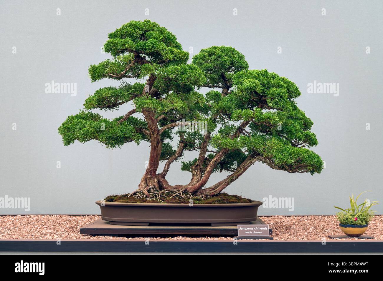 Hampton court Palace, Richmond, Londres - le RHS Garden Festival 2025. Le bonsaï est l'art japonais de cultiver et de façonner des arbres miniatures dans des conteneurs Banque D'Images