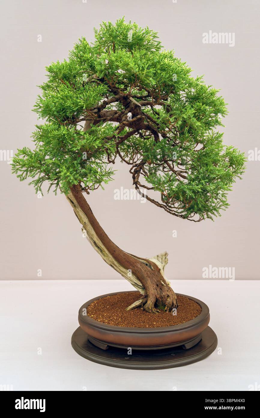 Hampton court Palace, Richmond, Londres - le RHS Garden Festival 2025. Le bonsaï est l'art japonais de cultiver et de façonner des arbres miniatures dans des conteneurs Banque D'Images