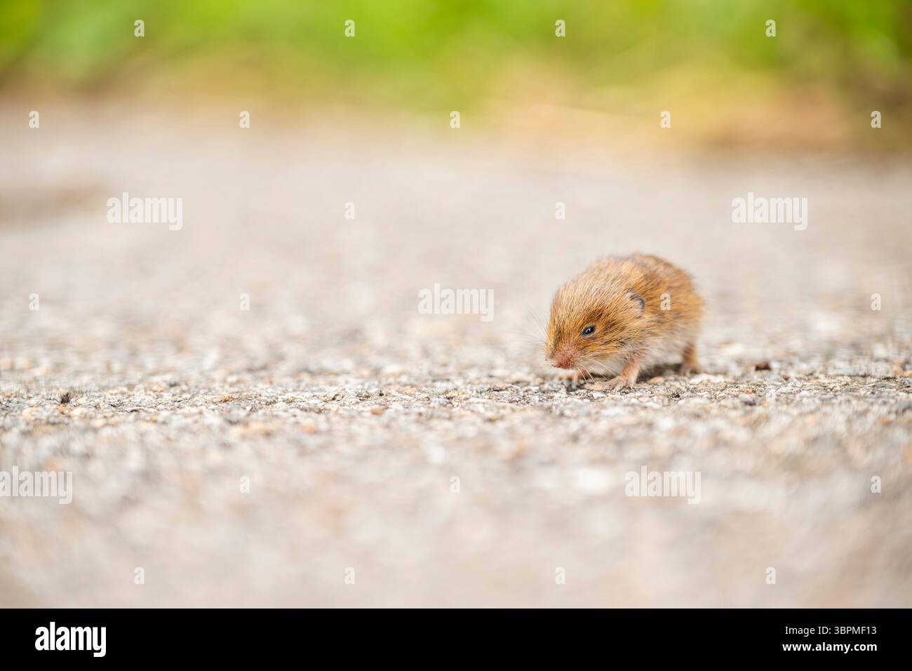 Souris des bois, souris des champs à longue queue (Apodemus sylvaticus), jeune souris des bois sur un sentier forestier, Allemagne, Bavière Banque D'Images