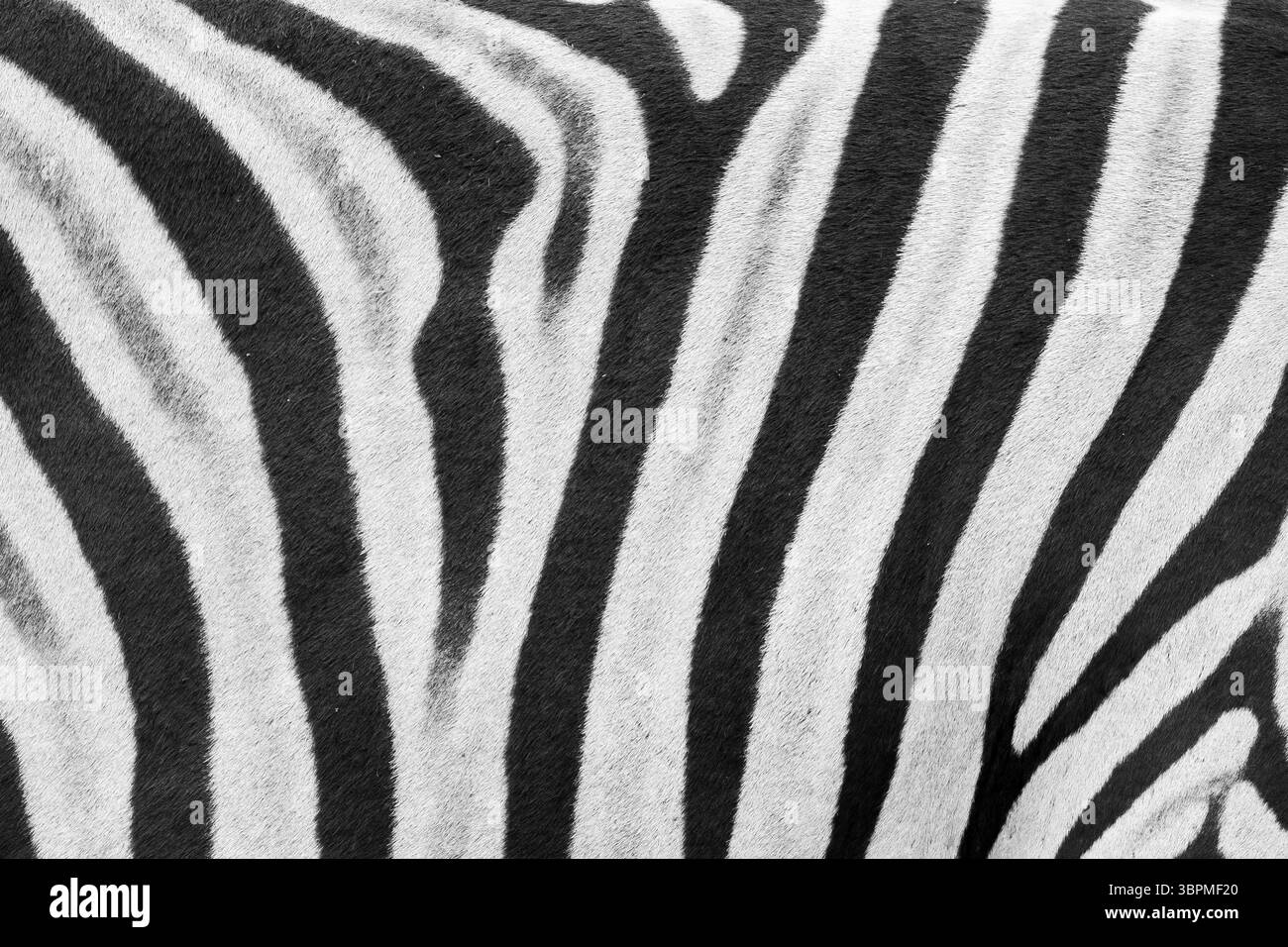 Moniteur du Nil (Varanus niloticus), détail fourrure, Afrique du Sud, Mpumalanga Banque D'Images